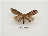 藏品(峭舟蛾屬)的圖片